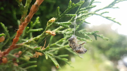 Araña abeja