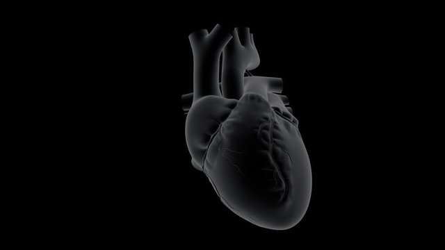 Human Heart Beat