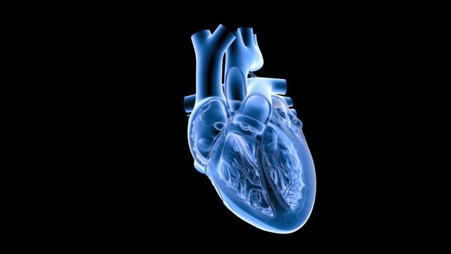  Human Heart Beat Half Section