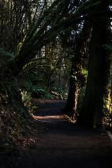 Trail In forest