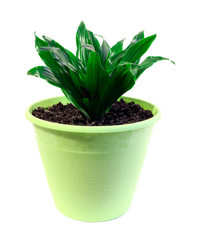 Aspidistra. A plant in green pot isolated on a white background. Home plant.