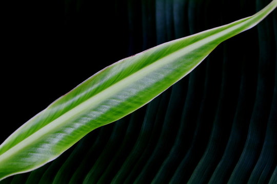 Abstract Minimalist Nature Photography,banana leaves,conceptual background