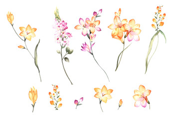 Flowers watercolor illustration.Manual composition.Big Set watercolor elements.