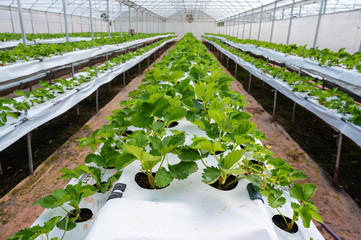 rows of seedlings in a greenhouse