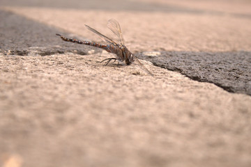 Anisoptera.