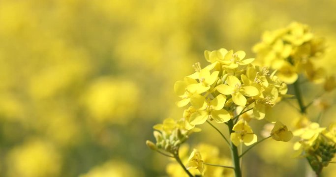 菜の花と青空　背景素材