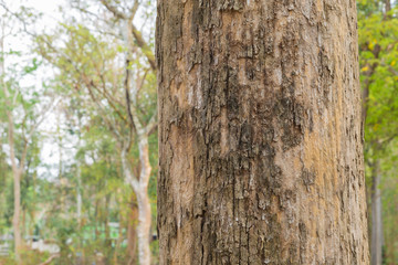 Teak tree in the forest