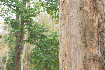 Teak tree in the forest