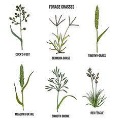 Forage grasses vector set