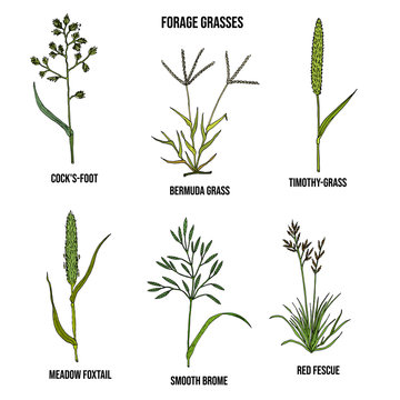 Forage Grasses Vector Set