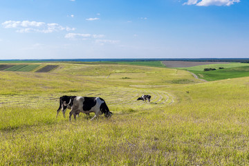 Cows on a yellow field and blue sky.