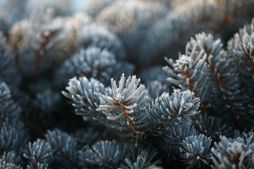 Branches of spruce covered with morning frost.Texture. Natural blurred background. Image.