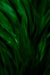 Beautiful abstract white and green feathers on darkness background and colorful soft light green yellow and white feather texture pattern