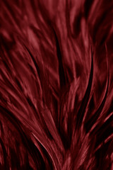 Beautiful abstract colorful red feathers on black background and soft white feather texture on white pattern and light pink background