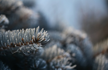 Branches of spruce covered with morning frost.Texture. Natural blurred background. Image.