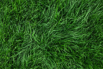 Natural tall green grass background, fresh lawn top view
