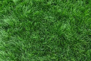 Printed kitchen splashbacks Grass Natural green grass background, fresh lawn top view