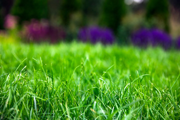 green grass with garden flowers in spring