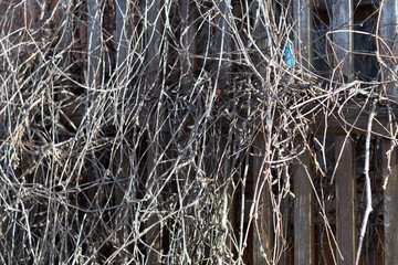 Pergola with naked branches