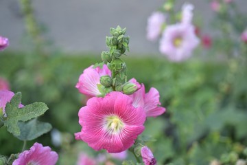Beautiful colorful flowers in the garden