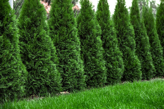 green grass with thuja trees in garden