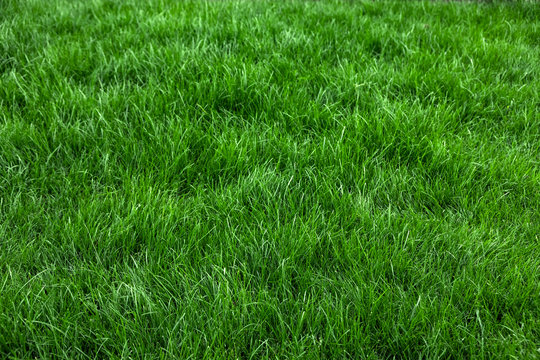 Natural green grass background, fresh lawn top view - Powered by Adobe