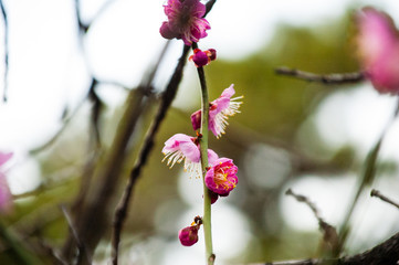 紅梅