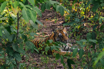 Tiger in its natural habitat at a jungle in India