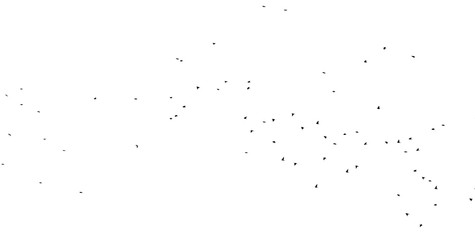 Flock of birds isolated on white background