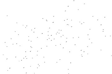 Flock of birds isolated on white background