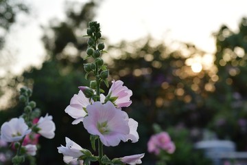 Beautiful colorful flowers in the garden