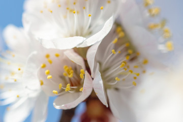 Obraz premium Beautiful apricot flowers in nature
