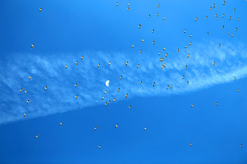 Photo of the sky with a flock of gulls