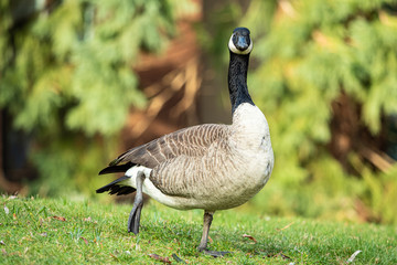 close up of one Canadian goose standing on the green grass field under the sun in the park