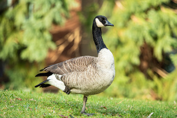 Naklejka na ściany i meble close up of one Canadian goose standing on one foot on the green grass field under the sun in the park