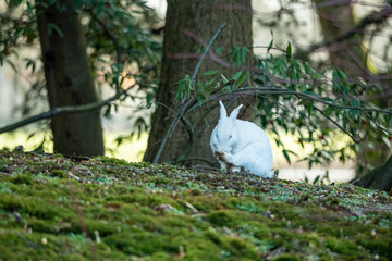 one cute white rabbit sitting on grass field licking its left foot under the shade of the trees in...