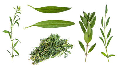 set of fresh leaves of hyssop herb isolated