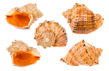 set of conches of rapana mollusc isolated