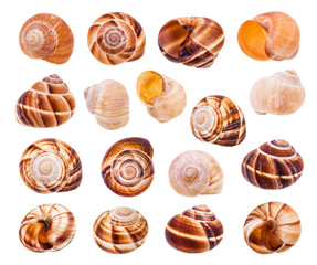 set of various shells of roman snails isolated
