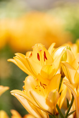 Yellow flower in the park.