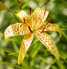 Yellow flower in the park.