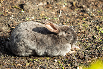 close up of one grey rabbit with eyes half closed and laying on the ground enjoy some afternoon sun in the park