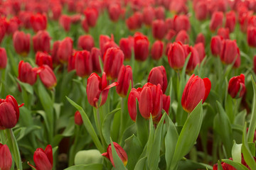 Red tulips field beautiful spring background.