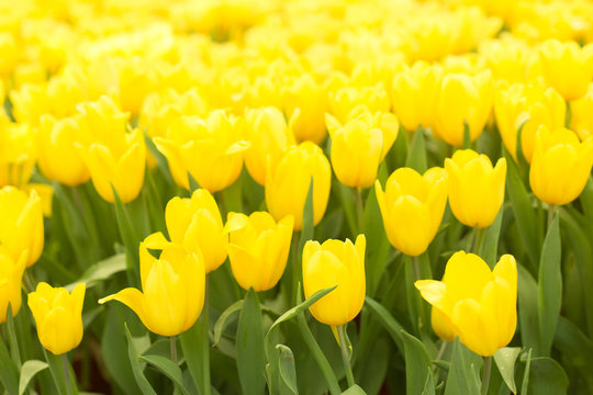 Yellow tulips fild. Spring background.
