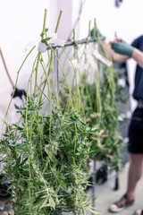 Marijuana Industry Harvest at Indoor Greenhouse Facility