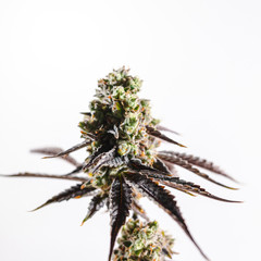 Shallow Focus Marijuana Bud Branch on White Background