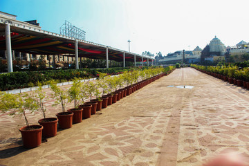 Flower Plant decorated infront of lord jagannath temple puri main road