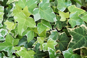 Fototapeta premium Hedera Helix leaves ivy green plants background