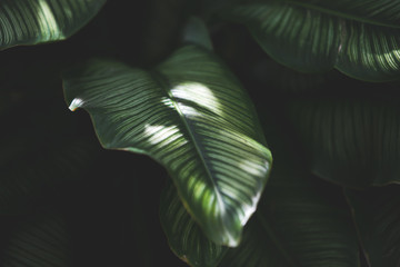 green leaves