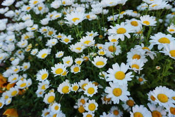 White Daisy Flower meadow Spring and summer nature background